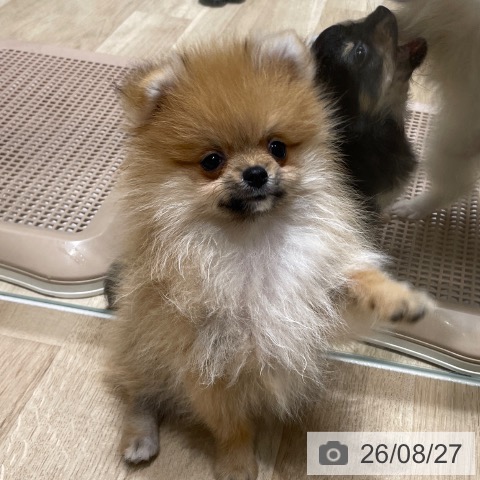 埼玉県のポメラニアン (ペットプラス 上尾店/2026年6月1日生まれ/男の子/オレンジ)の子犬の3枚目の画像