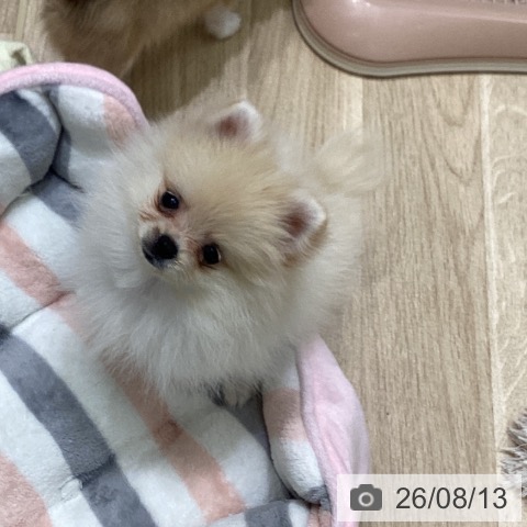 岩手県のポメラニアン (ペットプラス 盛岡南店/2026年6月1日生まれ/女の子/クリーム)の子犬の3枚目の画像
