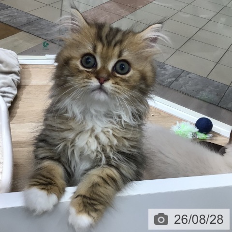 東京都のラガマフィン (ペットプラス 日の出店/2026年6月5日生まれ/男の子/ブラウンタビーホワイト)の子猫の4枚目の画像