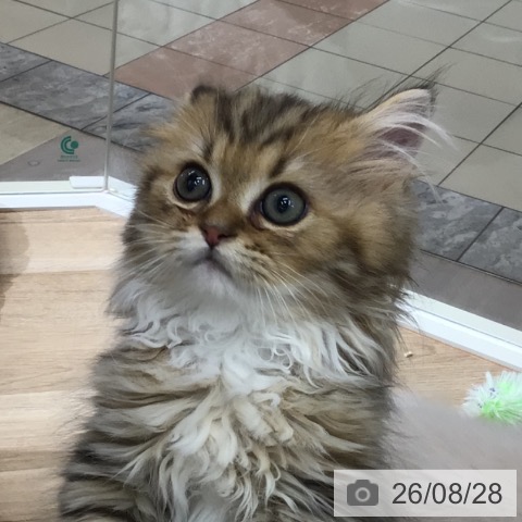 東京都のラガマフィン (ペットプラス 日の出店/2026年6月5日生まれ/男の子/ブラウンタビーホワイト)の子猫の3枚目の画像