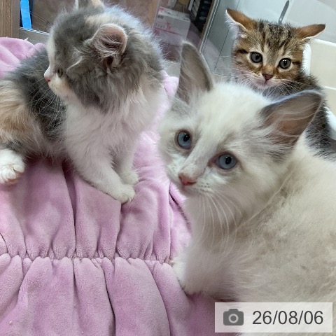ラガマフィンの写真