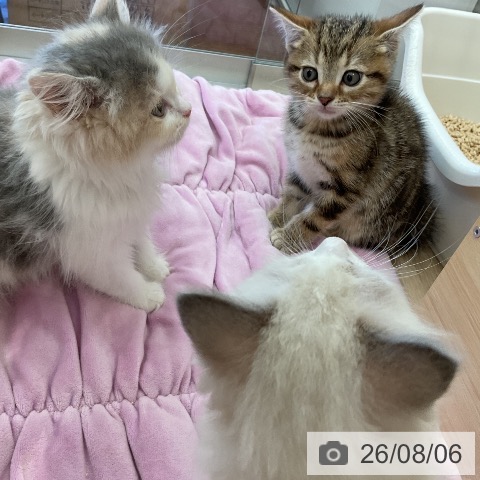 ラガマフィンの写真