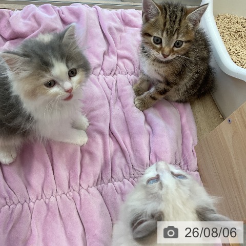ラガマフィンの写真