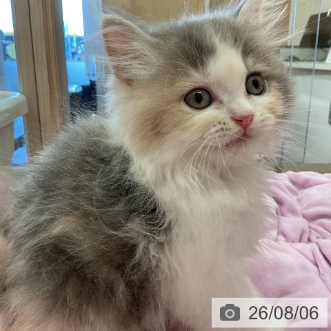 ラガマフィンの写真