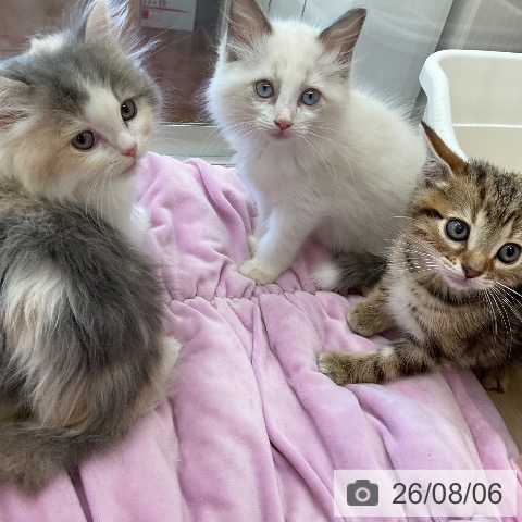 ラガマフィンの写真