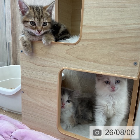 ラガマフィンの写真