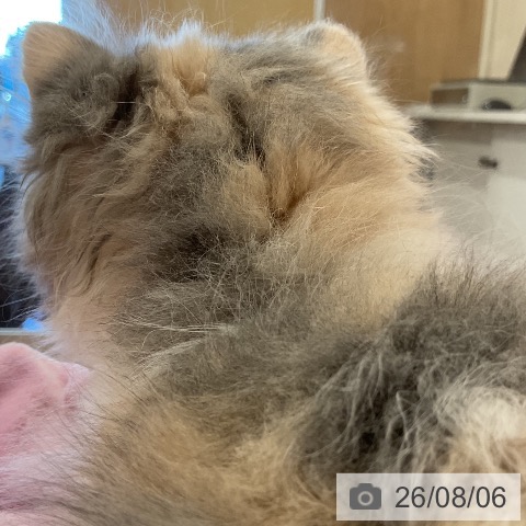 ラガマフィンの写真