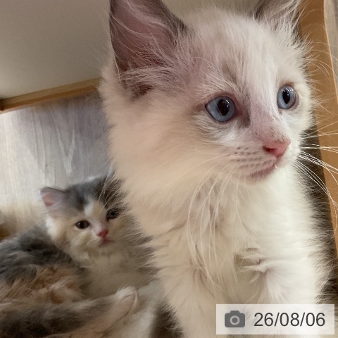 ラガマフィンの写真