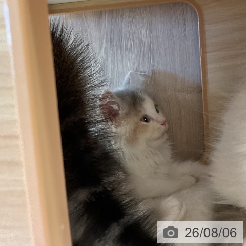 ラガマフィンの写真