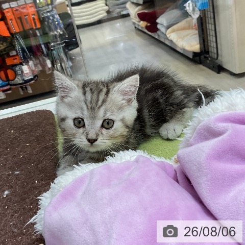 マンチカンの写真