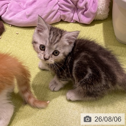 マンチカンの写真