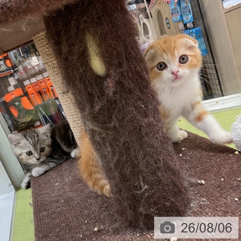 マンチカンの写真