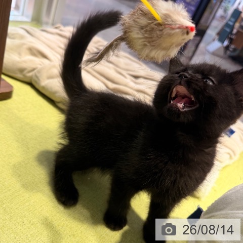 東京都のマンチカン (ペットプラス 多摩平の森店/2026年6月2日生まれ/女の子/ブラック)の子猫の3枚目の画像