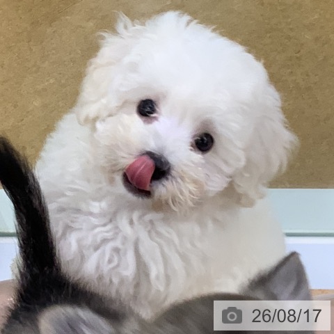 埼玉県のトイプードル(トイ) (ペットプラス 羽生店/2026年6月2日生まれ/男の子/ホワイト)の子犬の4枚目の画像