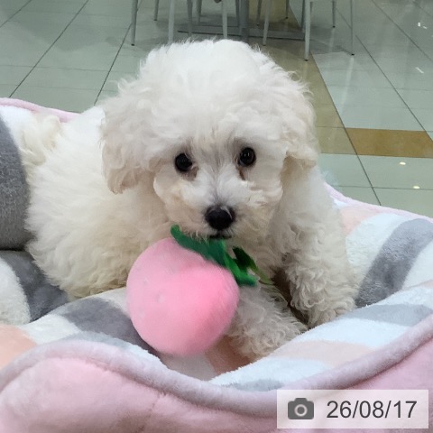 埼玉県のトイプードル(トイ) (ペットプラス 羽生店/2026年6月2日生まれ/男の子/ホワイト)の子犬の3枚目の画像