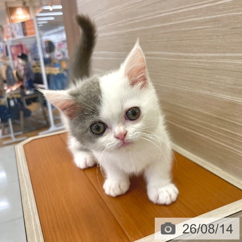 東京都のミヌエット (ペットプラス 板橋店/2026年5月28日生まれ/男の子/ブルーホワイト)の子猫の4枚目の画像