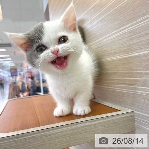 東京都のミヌエット (ペットプラス 板橋店/2026年5月28日生まれ/男の子/ブルーホワイト)の子猫の3枚目の画像