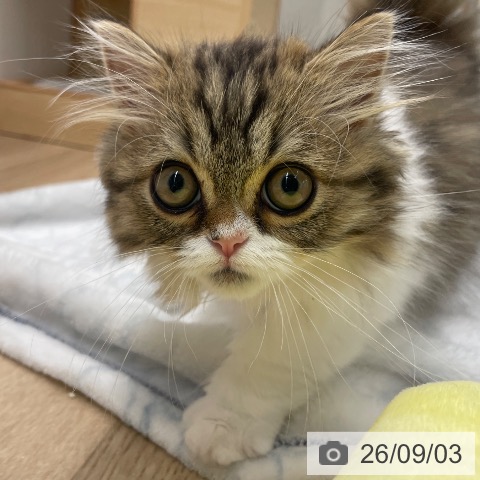 長野県のミヌエット (ペットプラス 須坂店/2026年6月4日生まれ/男の子/ブラウンタビーホワイト)の子猫の4枚目の画像