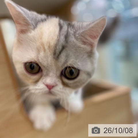 宮城県のミヌエット (ペットプラス 仙台泉大沢店/2026年6月4日生まれ/女の子/ダイリュートキャリコ)の子猫の3枚目の画像