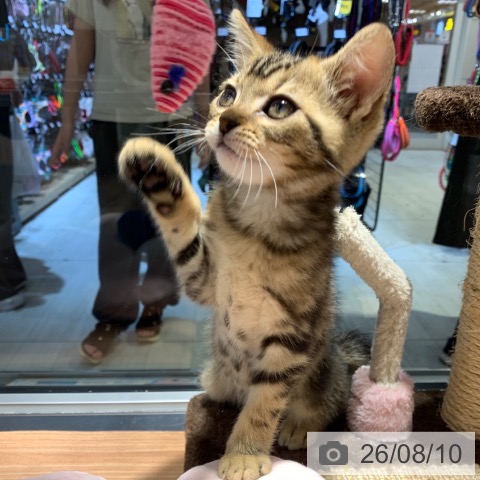 東京都のアメリカンショートヘアー (ペットプラス アクアシティお台場店/2026年6月1日生まれ/男の子/ブラウンタビー)の子猫の3枚目の画像