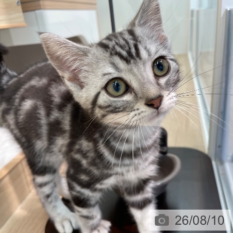 東京都のアメリカンショートヘアー (ペットプラス 大井町トラックス店/2026年6月1日生まれ/男の子/シルバータビー)の子猫の4枚目の画像
