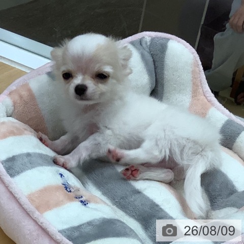 長野県のチワワ(ロング) (ペットプラス 松本店/2026年6月5日生まれ/男の子/ホワイトクリーム)の子犬の4枚目の画像