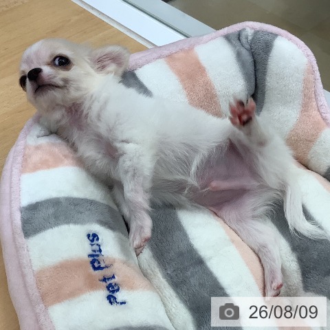 長野県のチワワ(ロング) (ペットプラス 松本店/2026年6月5日生まれ/男の子/ホワイトクリーム)の子犬の3枚目の画像