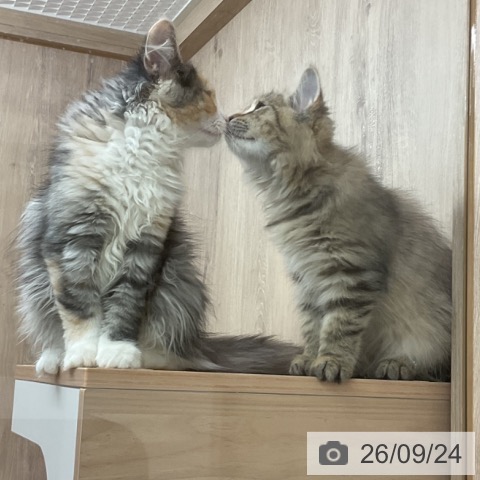 埼玉県のノルウェージャンフォレストキャット (ペットプラス 与野店/2026年6月5日生まれ/女の子/ブラウンパッチドマッカレルタビーホワイト)の子猫の3枚目の画像