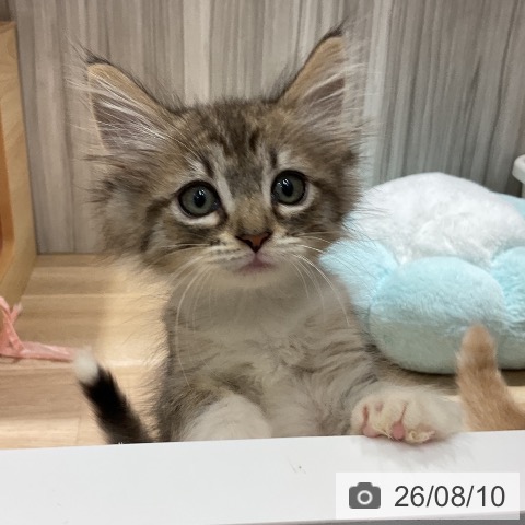 千葉県のノルウェージャンフォレストキャット (ペットプラス 木更津店/2026年6月4日生まれ/女の子/ブラウンマッカレルタビーホワイト)の子猫の3枚目の画像