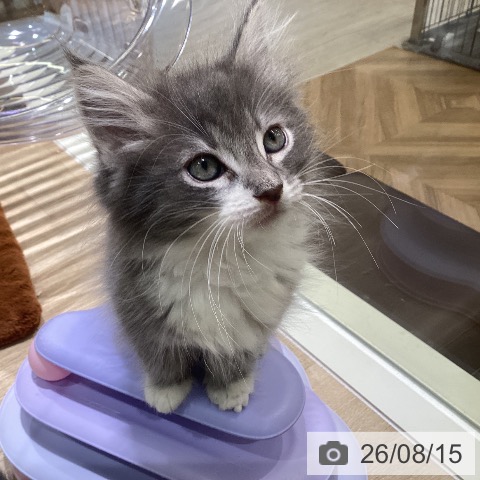 神奈川県のノルウェージャンフォレストキャット (ペットプラス ゆめが丘ソラトス店/2026年6月10日生まれ/男の子/ブルーマッカレルタビーホワイト)の子猫の4枚目の画像