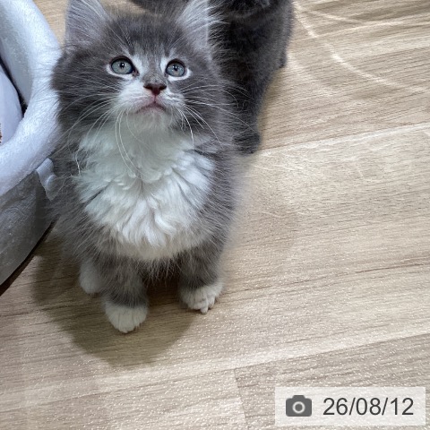 神奈川県のノルウェージャンフォレストキャット (ペットプラス ゆめが丘ソラトス店/2026年6月10日生まれ/男の子/ブルーマッカレルタビーホワイト)の子猫の3枚目の画像