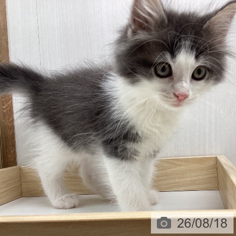 宮城県のノルウェージャンフォレストキャット (ペットプラス 仙台上杉店/2026年6月10日生まれ/男の子/ブルーマッカレルタビーホワイト)の子猫の4枚目の画像