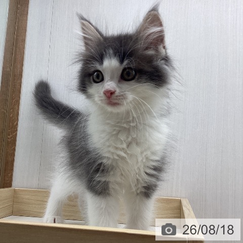 宮城県のノルウェージャンフォレストキャット (ペットプラス 仙台上杉店/2026年6月10日生まれ/男の子/ブルーマッカレルタビーホワイト)の子猫の3枚目の画像
