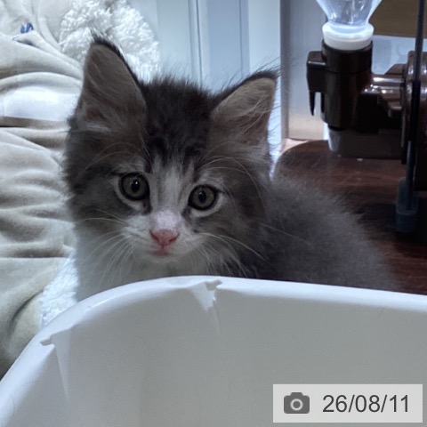 ノルウェージャンフォレストキャットの写真
