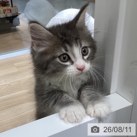 ノルウェージャンフォレストキャットの写真