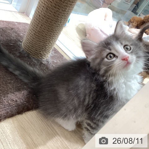 ノルウェージャンフォレストキャットの写真