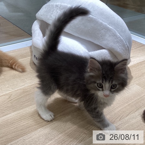 ノルウェージャンフォレストキャットの写真