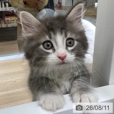 ノルウェージャンフォレストキャットの写真