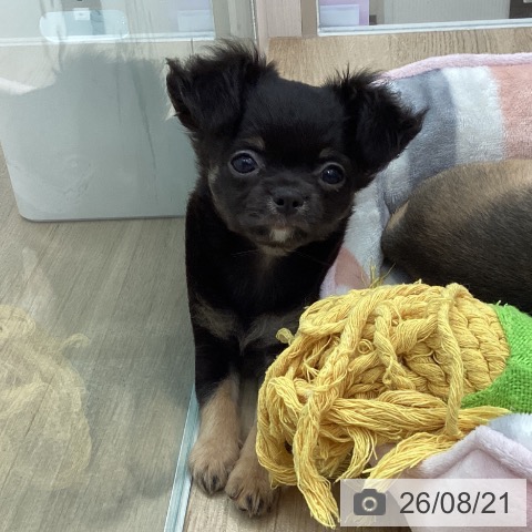 宮城県のチワワ(ロング) (ペットプラス 名取店/2026年6月11日生まれ/男の子/ブラックタン)の子犬の3枚目の画像