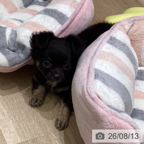 チワワの写真
