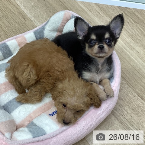 福島県のチワワ(ロング) (ペットプラス 福島店/2026年6月11日生まれ/男の子/ブラックタン)の子犬の3枚目の画像