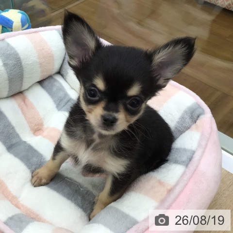 福島県のチワワ(ロング) (ペットプラス 福島店/2026年6月11日生まれ/男の子/ブラックタン)の子犬の3枚目の画像