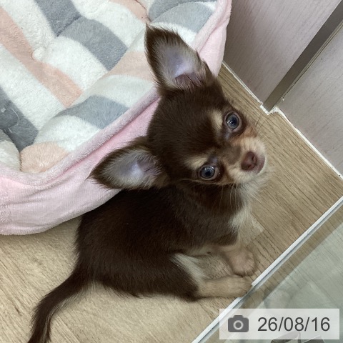福島県のチワワ(ロング) (ペットプラス 福島店/2026年6月11日生まれ/女の子/チョコレートタン)の子犬の3枚目の画像