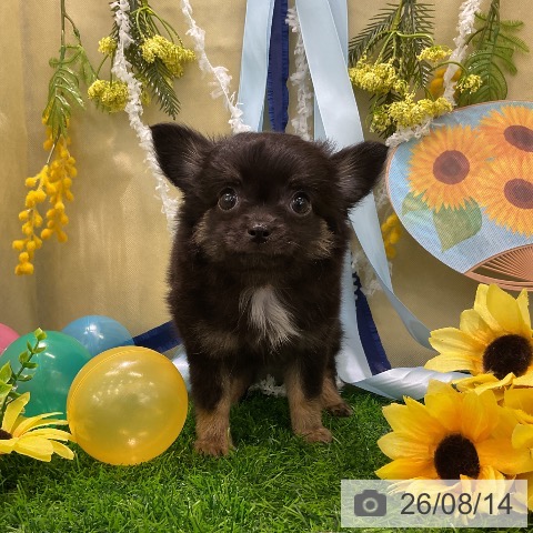 チワワの写真