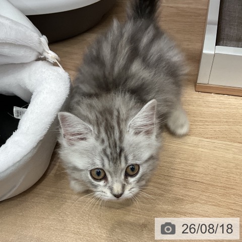埼玉県のミヌエット (ペットプラス 与野店/2026年6月13日生まれ/男の子/シルバータビー)の子猫の4枚目の画像