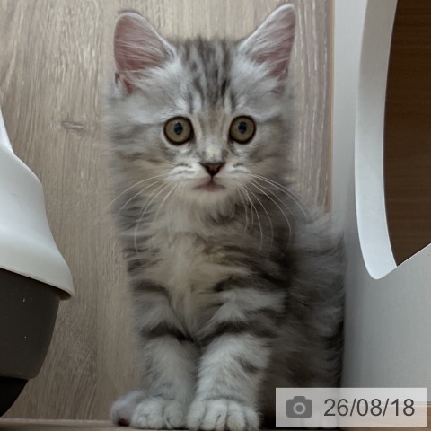 埼玉県のミヌエット (ペットプラス 与野店/2026年6月13日生まれ/男の子/シルバータビー)の子猫の3枚目の画像