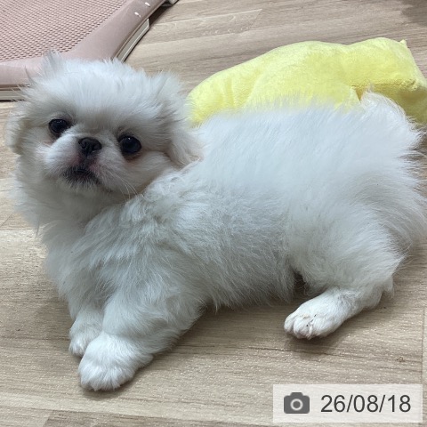宮城県のペキニーズ (ペットプラス 名取店/2026年6月11日生まれ/男の子/クリーム)の子犬の4枚目の画像