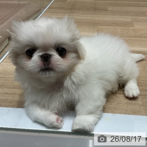 宮城県のペキニーズ (ペットプラス 名取店/2026年6月11日生まれ/男の子/クリーム)の子犬の3枚目の画像