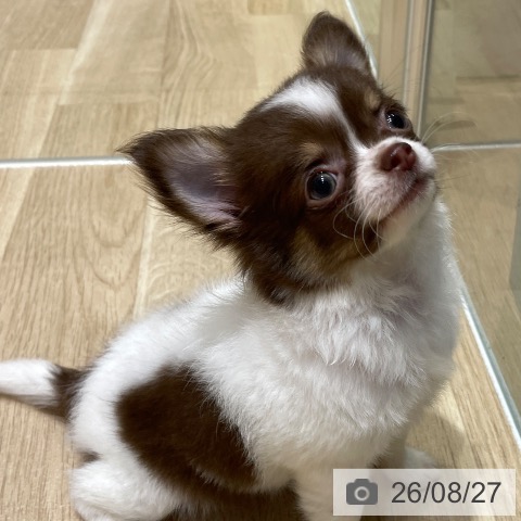 チワワの写真