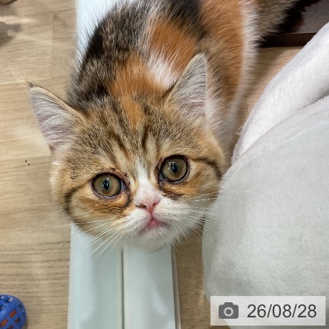 神奈川県のミヌエット (ペットプラス 天王町店/2026年6月4日生まれ/女の子/キャリコ)の子猫の4枚目の画像